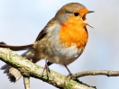 Tim Birkhead: The early birdwatchers