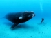 Brian Skerry reveals ocean's glory -- and horror