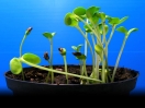 Stefano Mancuso: The roots of plant intelligence