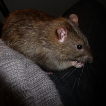 Member Picture