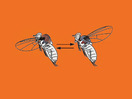 Michael Dickinson: How a fly flies