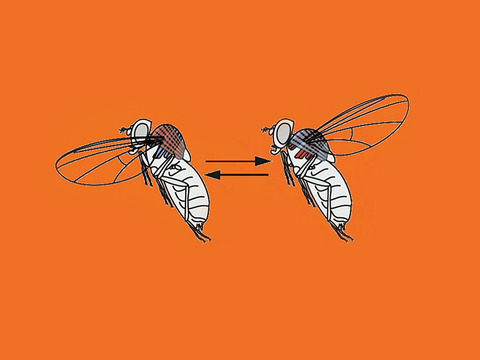 TED: Michael Dickinson: How a fly flies - Michael Dickinson (2013)