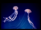Ocean Stories
