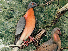 Stewart Brand: The dawn of de-extinction. Are you ready?