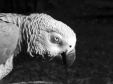 Einstein the Parrot