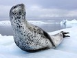 Paul Nicklen: Tales of ice-bound wonderlands