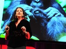 Isabel Behncke: Evolution's gift of play, from bonobo apes to humans