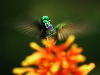 The Hidden Beauty of Pollination
