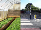 Pam Warhurst: How we can eat our landscapes