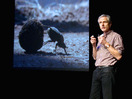 TED: Marcus Byrne: The dance of the dung beetle - Marcus Byrne (2012)