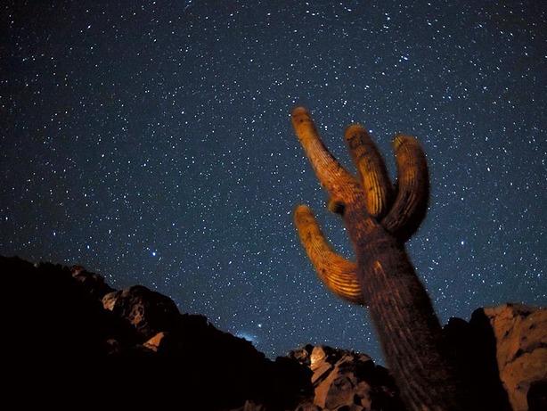 Unseen footage, untamed nature